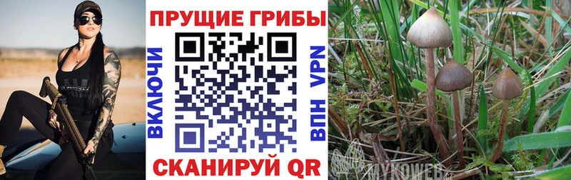 Псилоцибиновые грибы Cubensis  Дудинка 